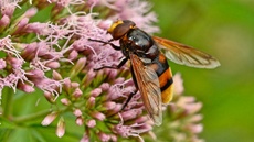 Hornissen-Schwebfliege (1).jpg